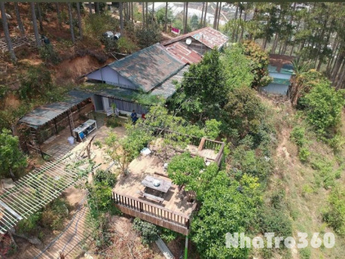 CHO THUÊ ĐẤT NÔNG NGHIỆP VIEW RỪNG THÔNG – P. CAM LY (P.5), ĐÀ LẠT