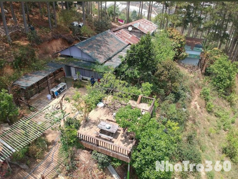 CHO THUÊ ĐẤT NÔNG NGHIỆP VIEW RỪNG THÔNG – P. CAM LY (P.5), ĐÀ LẠT