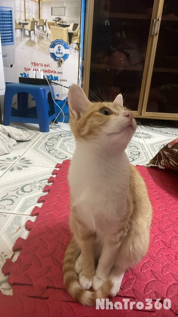 E cần tìm phòng ạ quanh kim mã đội cấn