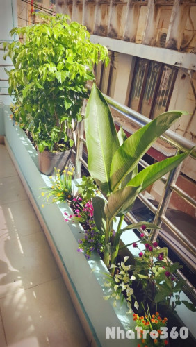 CĂN HỘ STUDIO BAN CÔNG TÁCH BẾP QUẬN 1 GẦN NGÃ SÁU CỘNG HOÀ