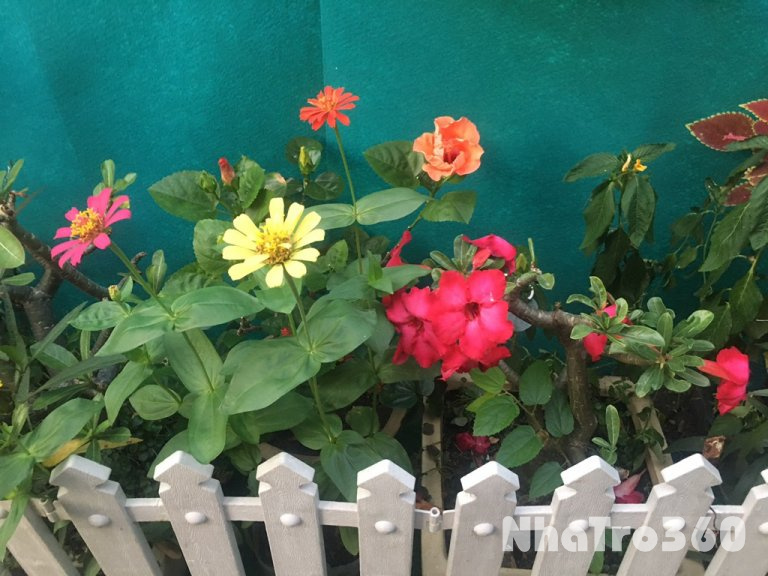 Cho thuê nhà 7triệu500, một trệt một lầu, sân rộng