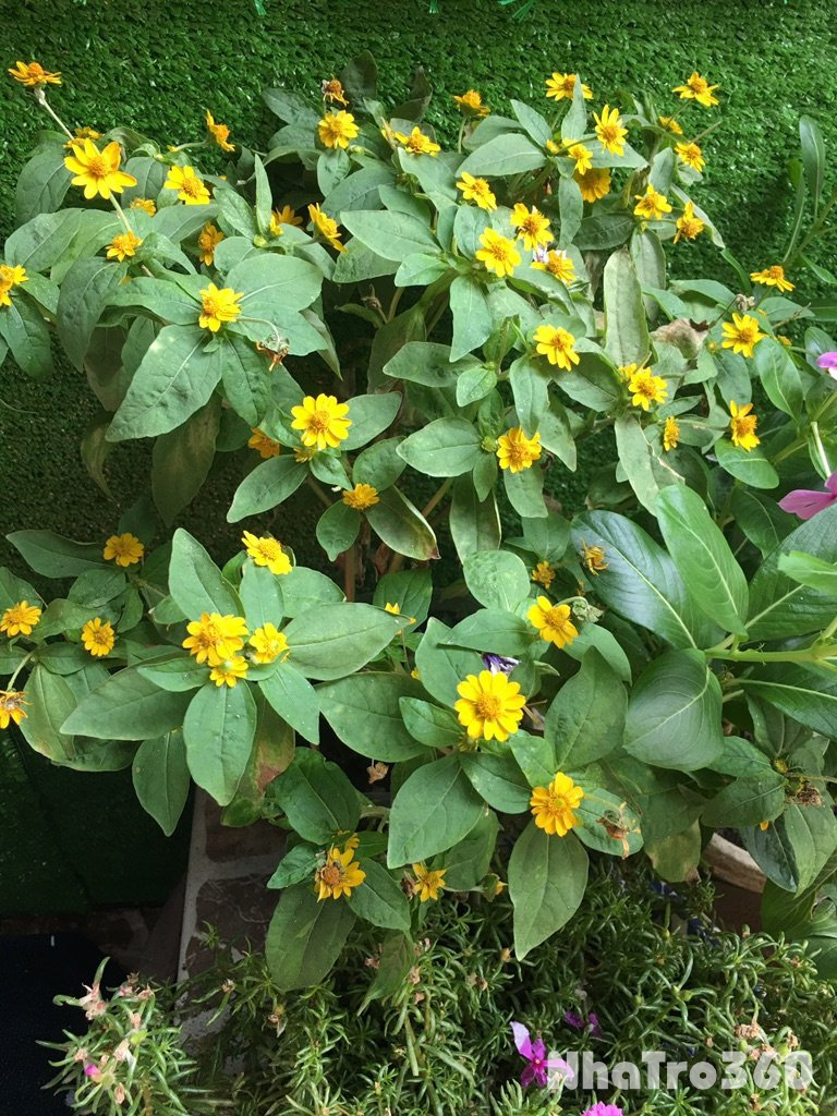 Cho thuê nhà nhỏ hẻm xe hơi, đang kinh doanh