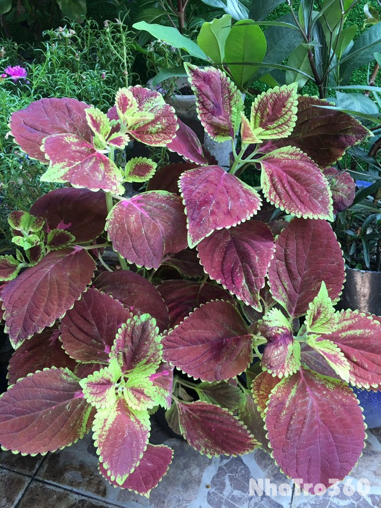 Cho thuê nhà nhỏ hẻm xe hơi, đang kinh doanh