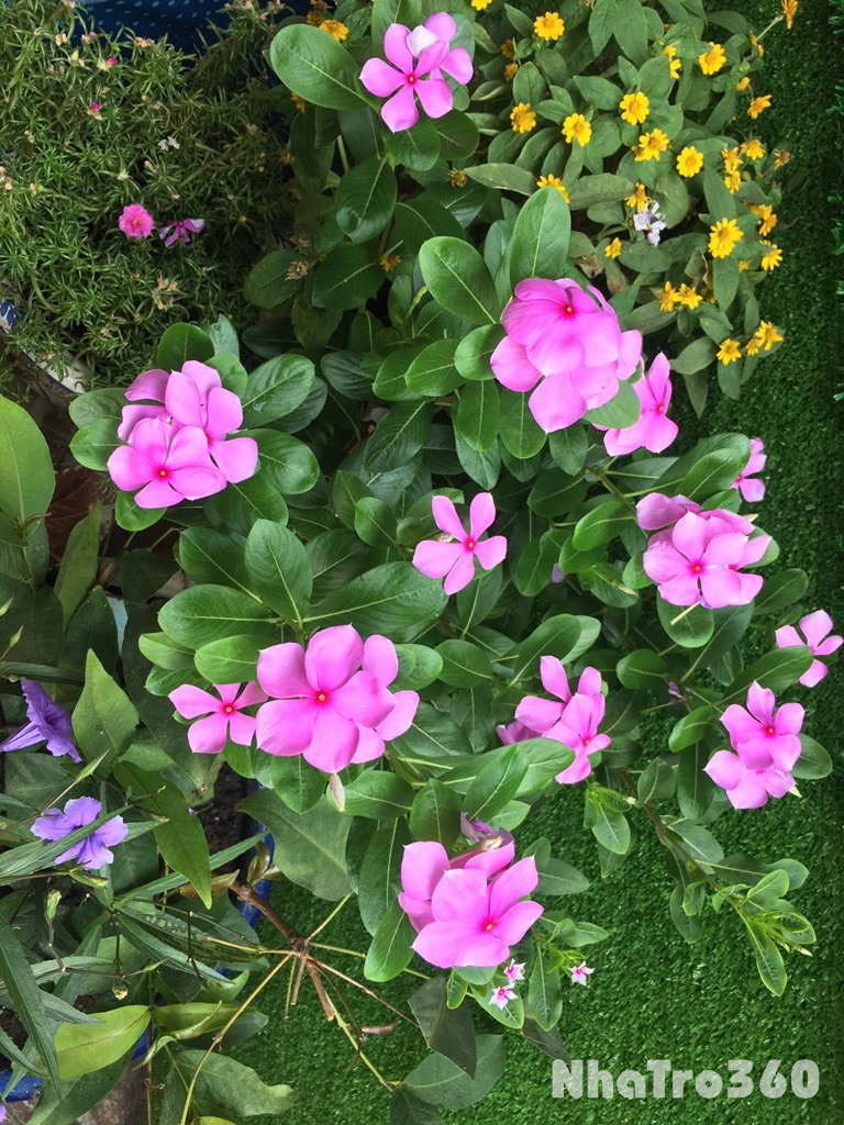 Cho thuê nhà nhỏ hẻm xe hơi, đang kinh doanh