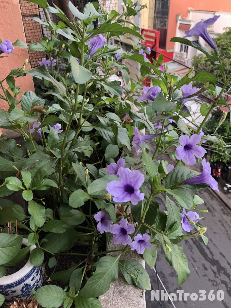 Cho thuê nhà nhỏ hẻm xe hơi giá 8 triệu