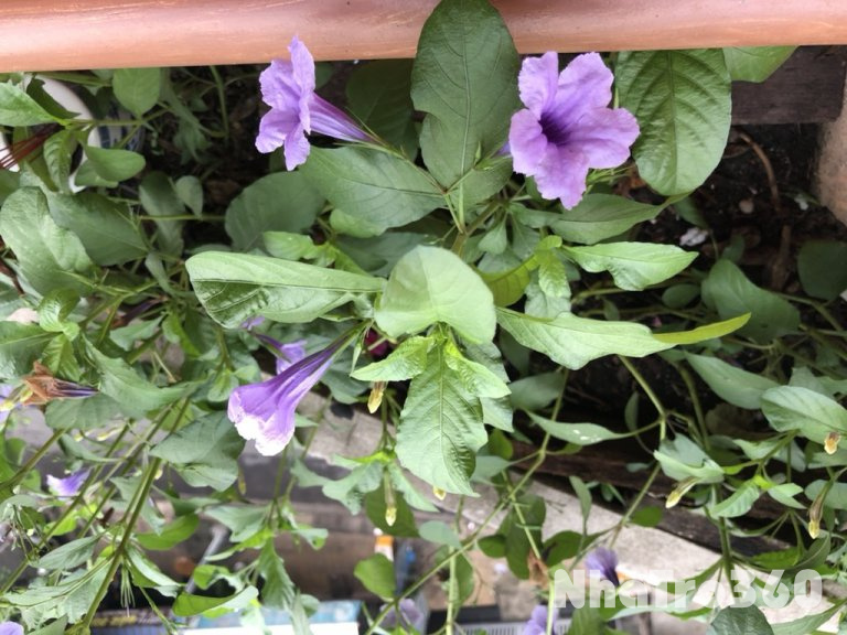 Cho thuê nhà nhỏ hẻm xe hơi giá 8 triệu