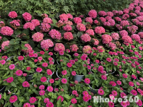 Cho thuê nhà nhỏ hẻm xe hơi giá 8 triệu