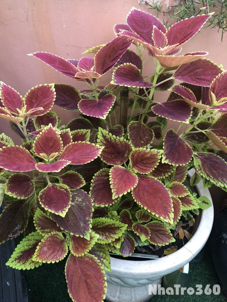 Cho thuê nhà nhỏ hẻm xe hơi giá 8 triệu