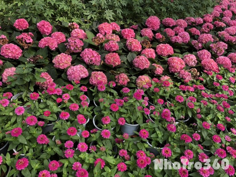 Cho thuê nhà nhỏ hẻm xe hơi giá 8 triệu