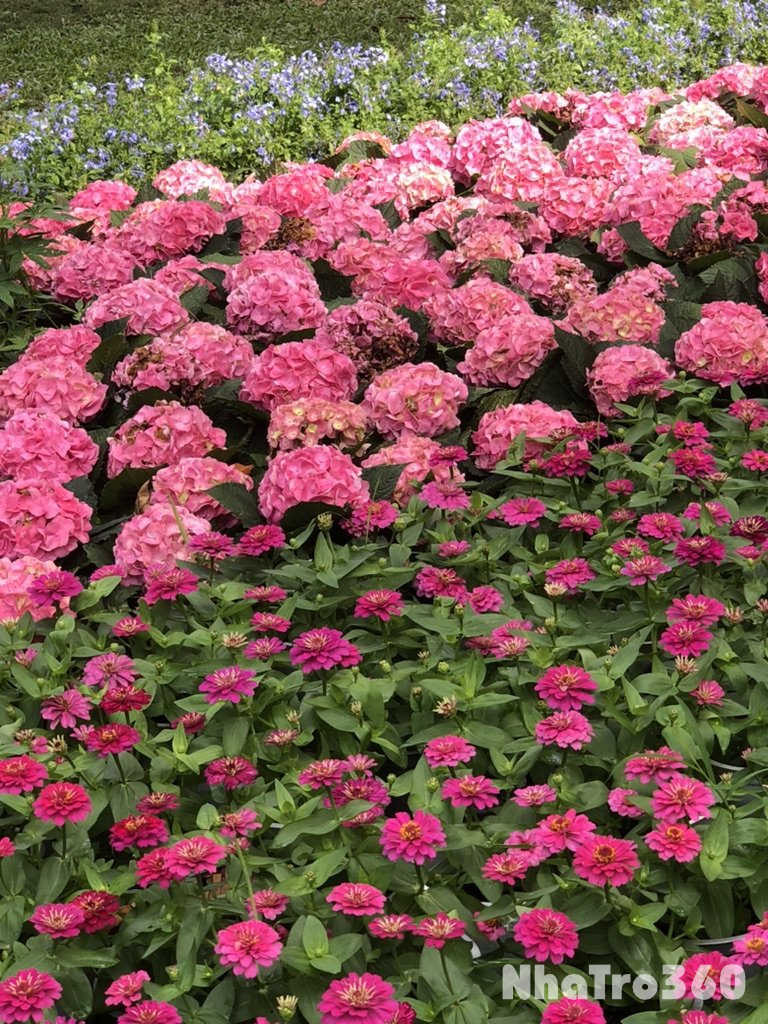 Nhà nguyên căn hẻm xe hơi đường Vạn Kiếp 7tr rưỡi