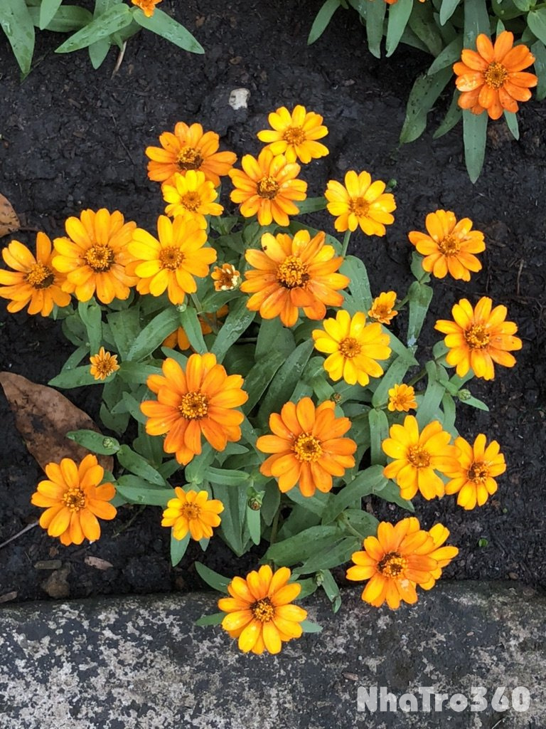 Nhà nguyên căn hẻm xe hơi giá 7 triệu