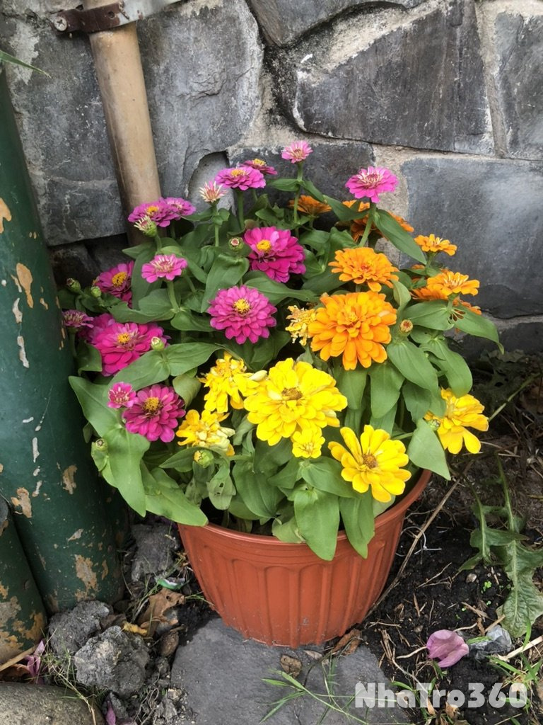 Nhà nguyên căn hẻm xe hơi giá 7 triệu