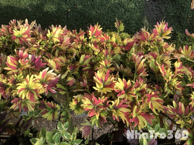 Nhà hẻm xe hơi 93Vạn Kiếp Bình Thạnh giá 6triệu 8