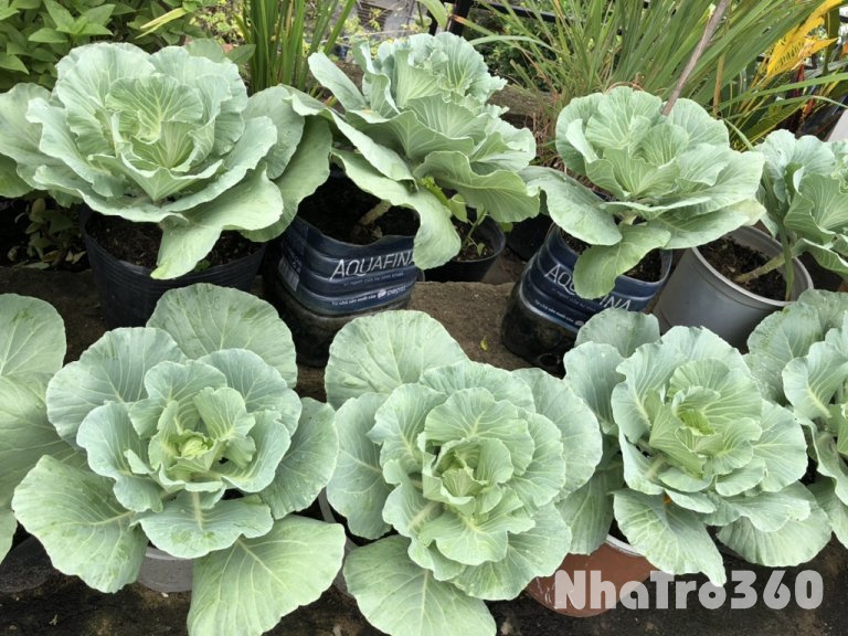 Nhà hẻm xe hơi 93Vạn Kiếp Bình Thạnh giá 6triệu 8